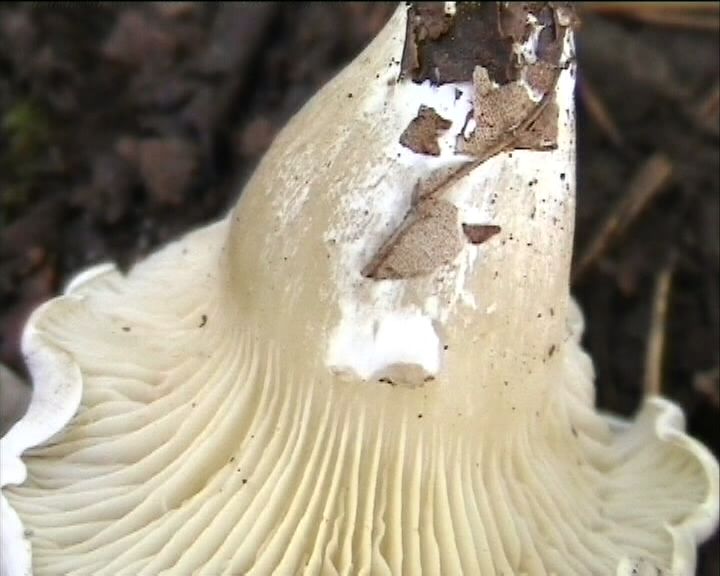 Clitopilus  cystidiatus       Hauskn. & Noordel.